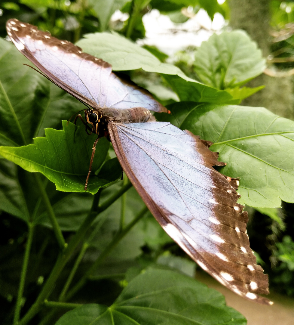 Schmetterling