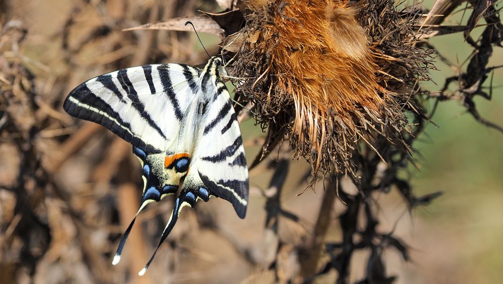 Schmetterling