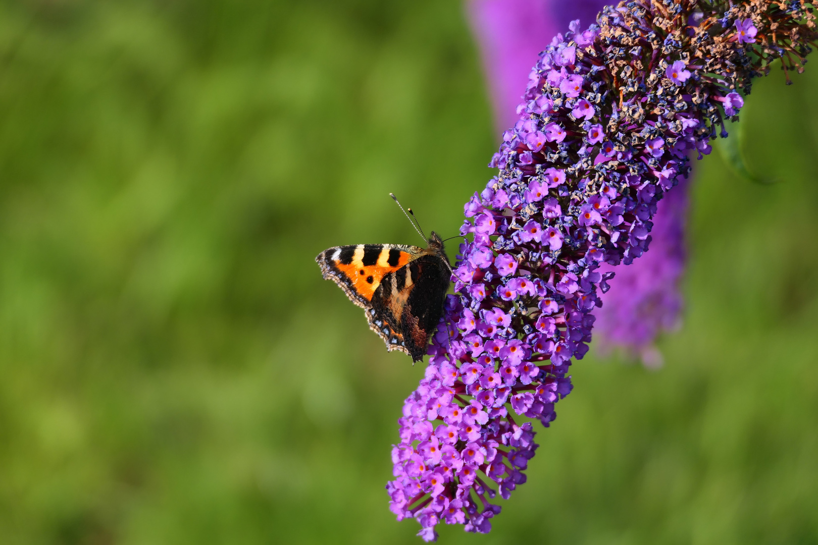 Schmetterling