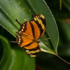  Schmetterling