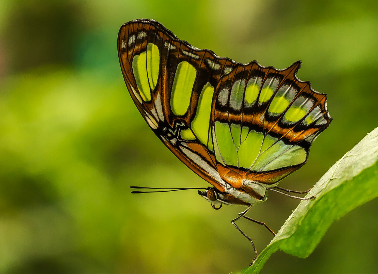 Schmetterling 