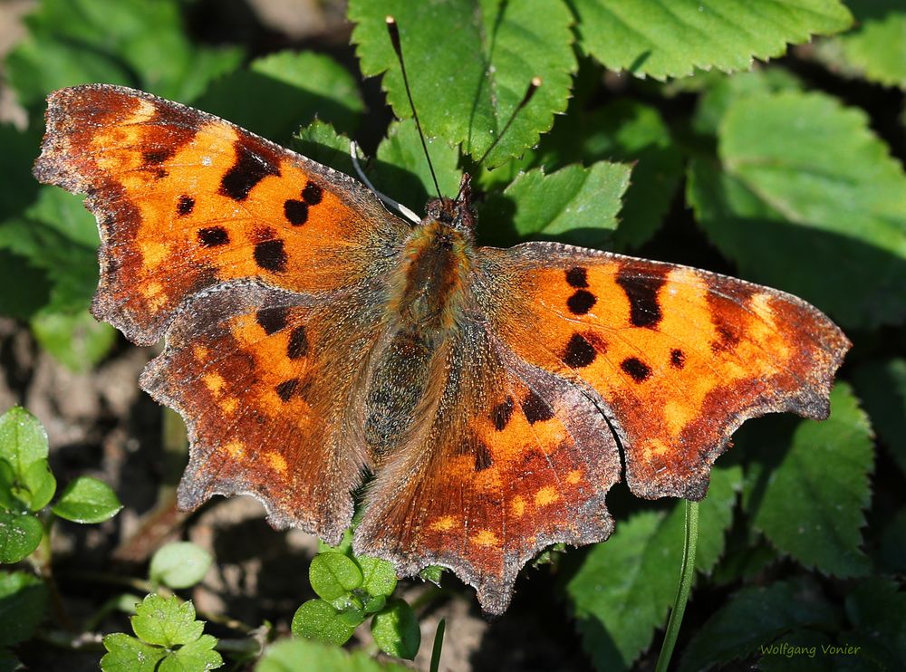 Schmetterling 