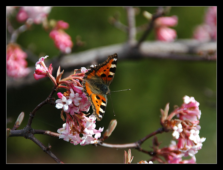 Schmetterling