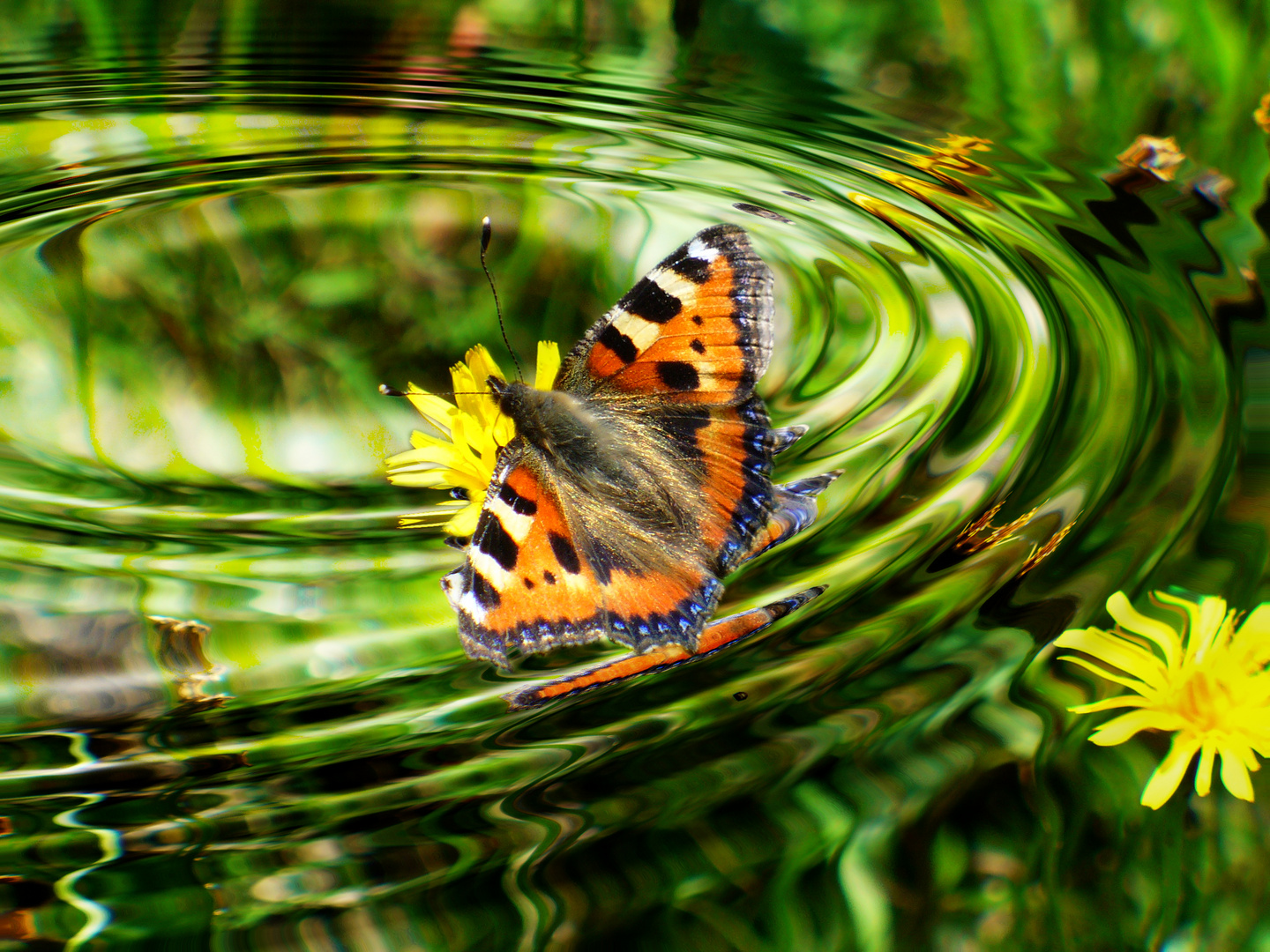 Schmetterling