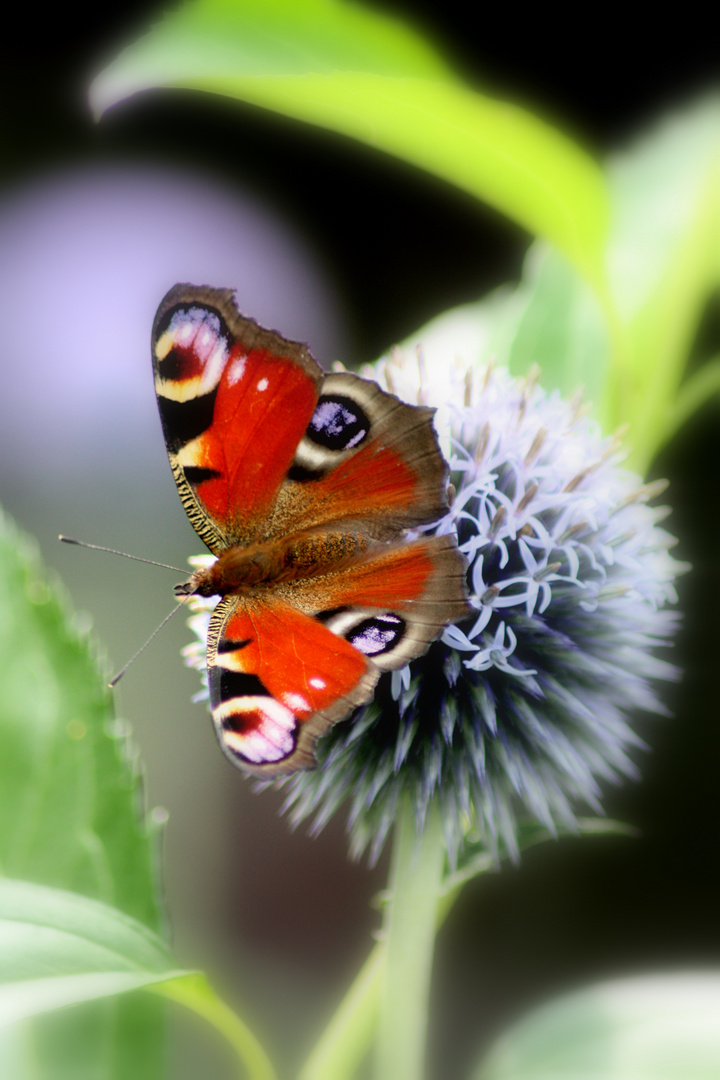 Schmetterling