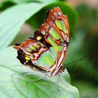 Schmetterling