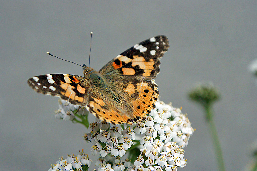 Schmetterling