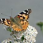 Schmetterling