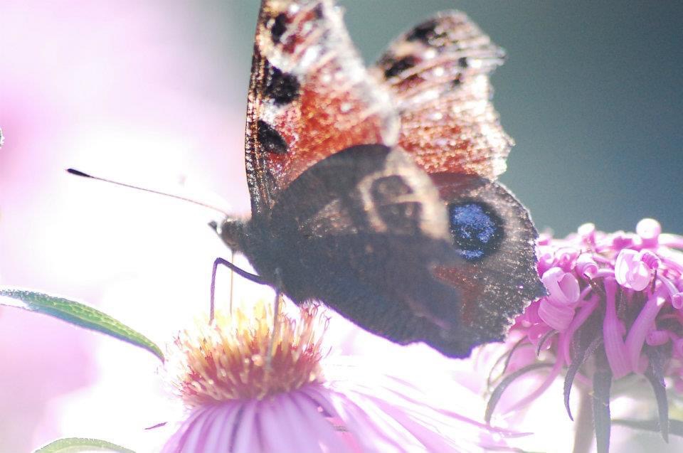 Schmetterling