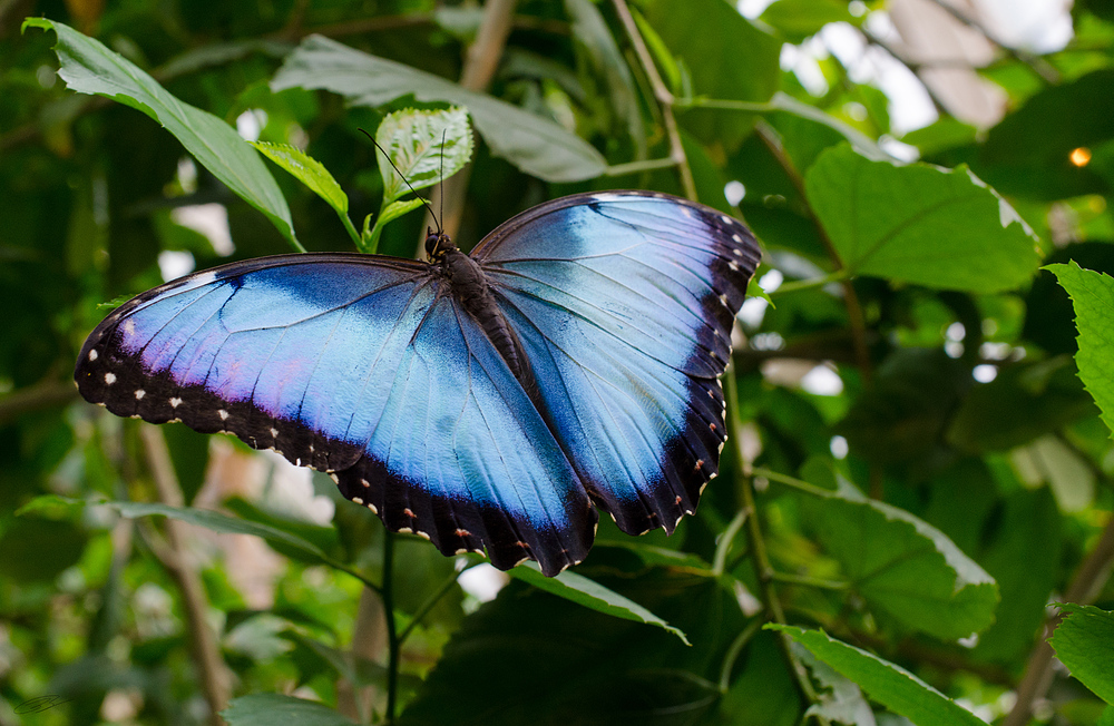 Schmetterling