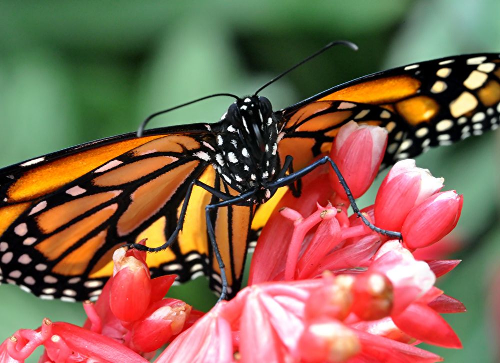 Schmetterling