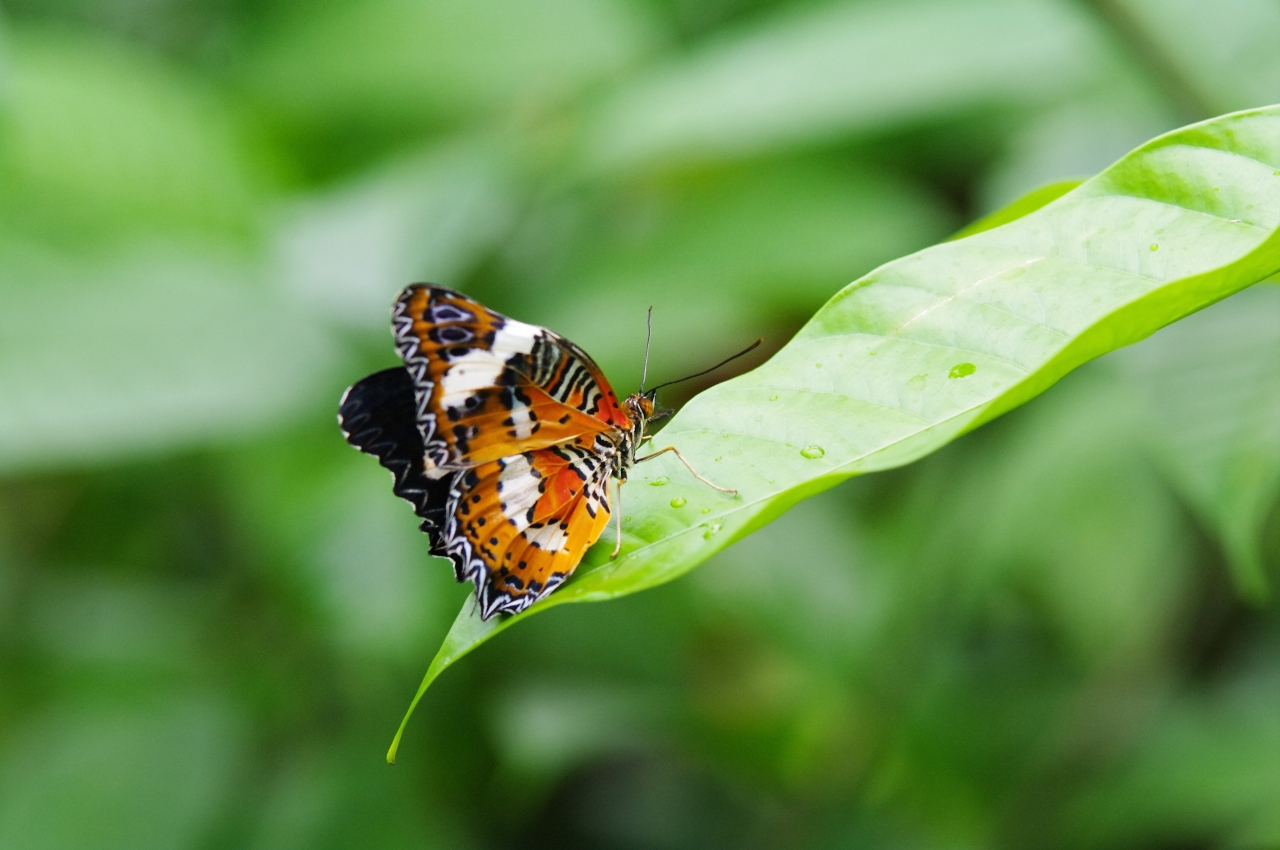 Schmetterling