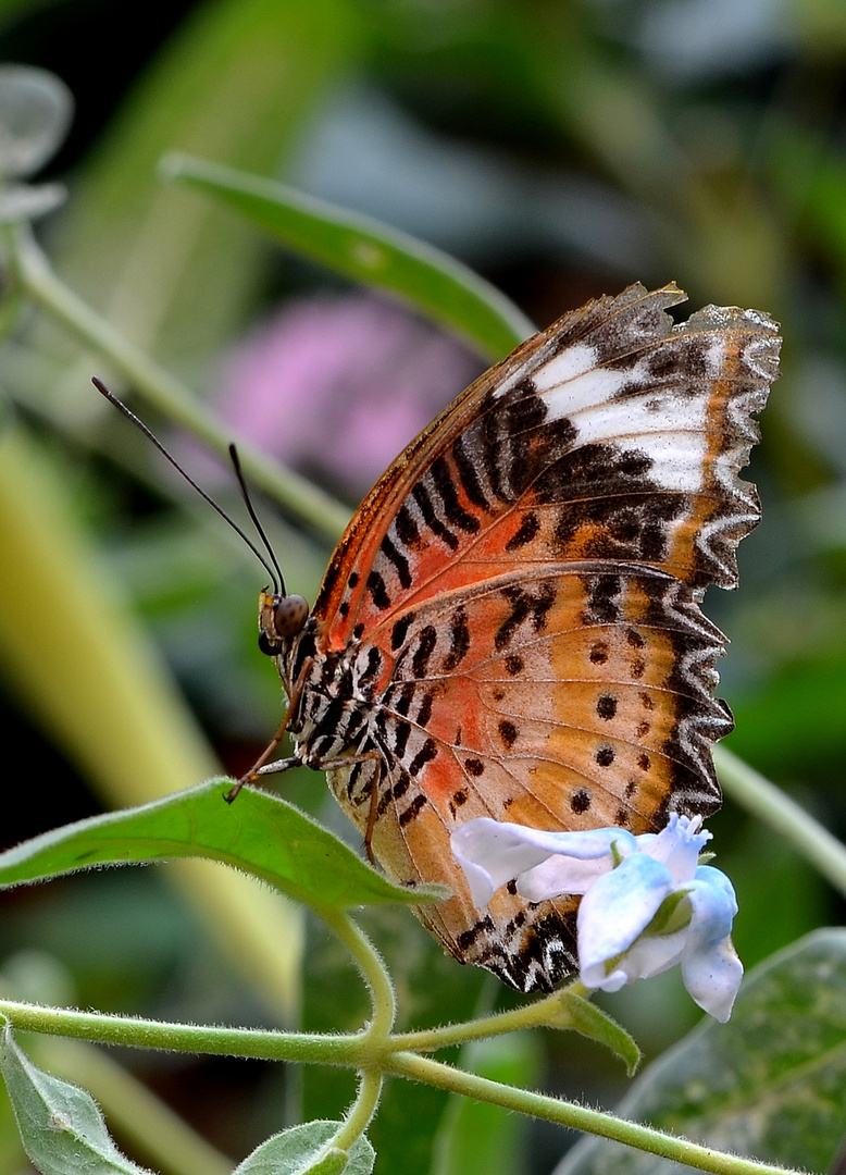 Schmetterling