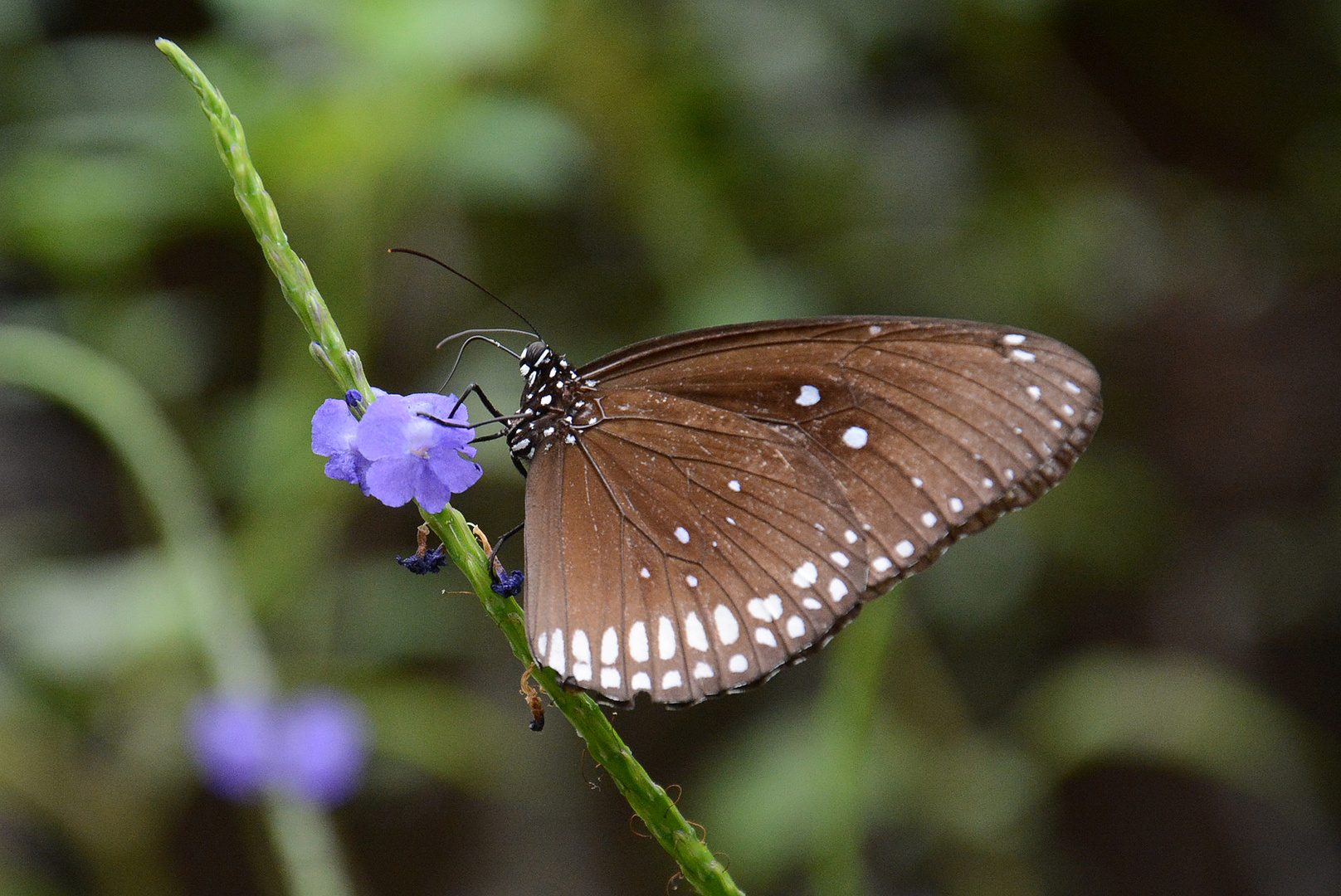 Schmetterling 