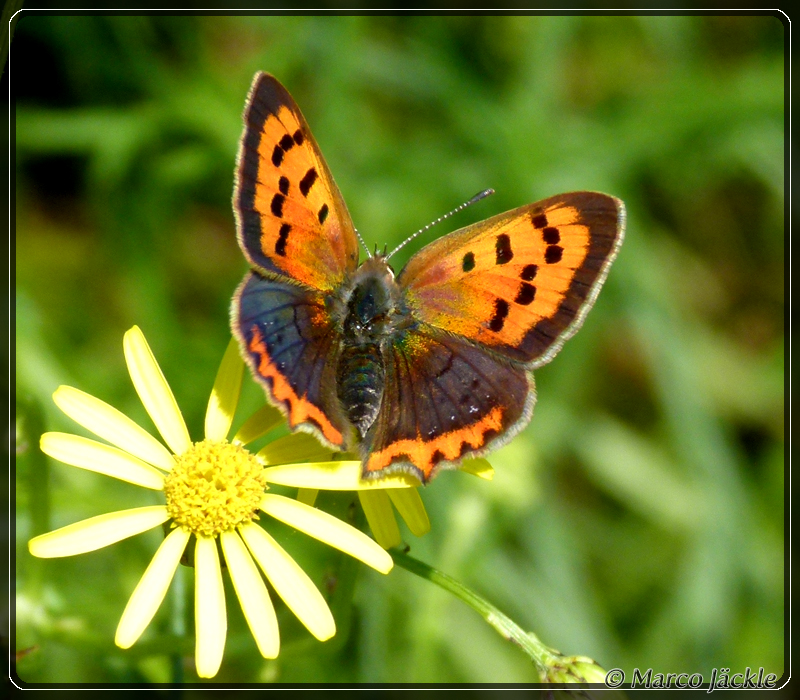 Schmetterling