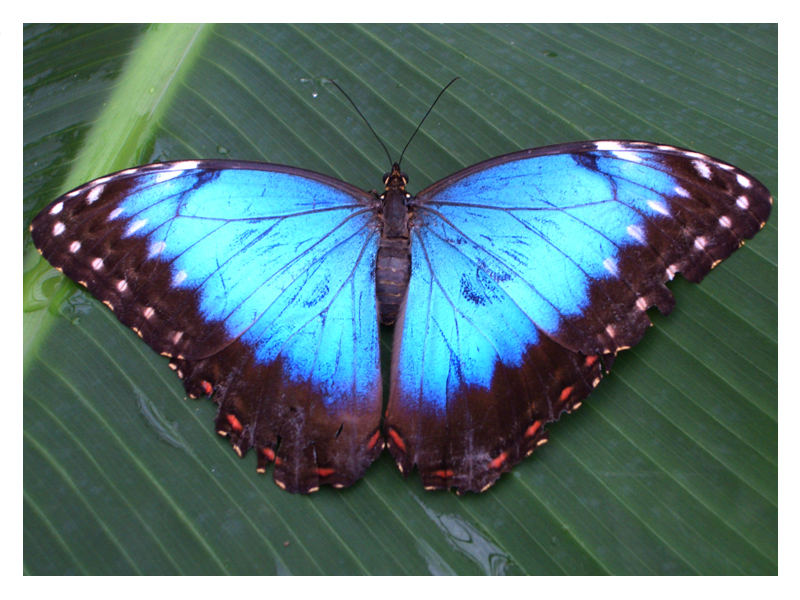 Schmetterling