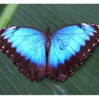 Schmetterling