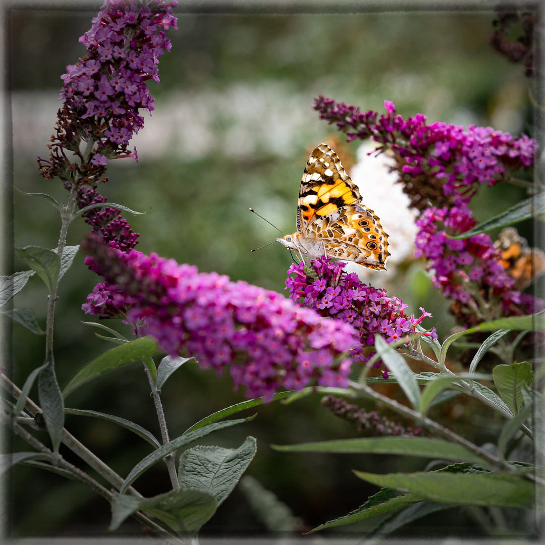 Schmetterling