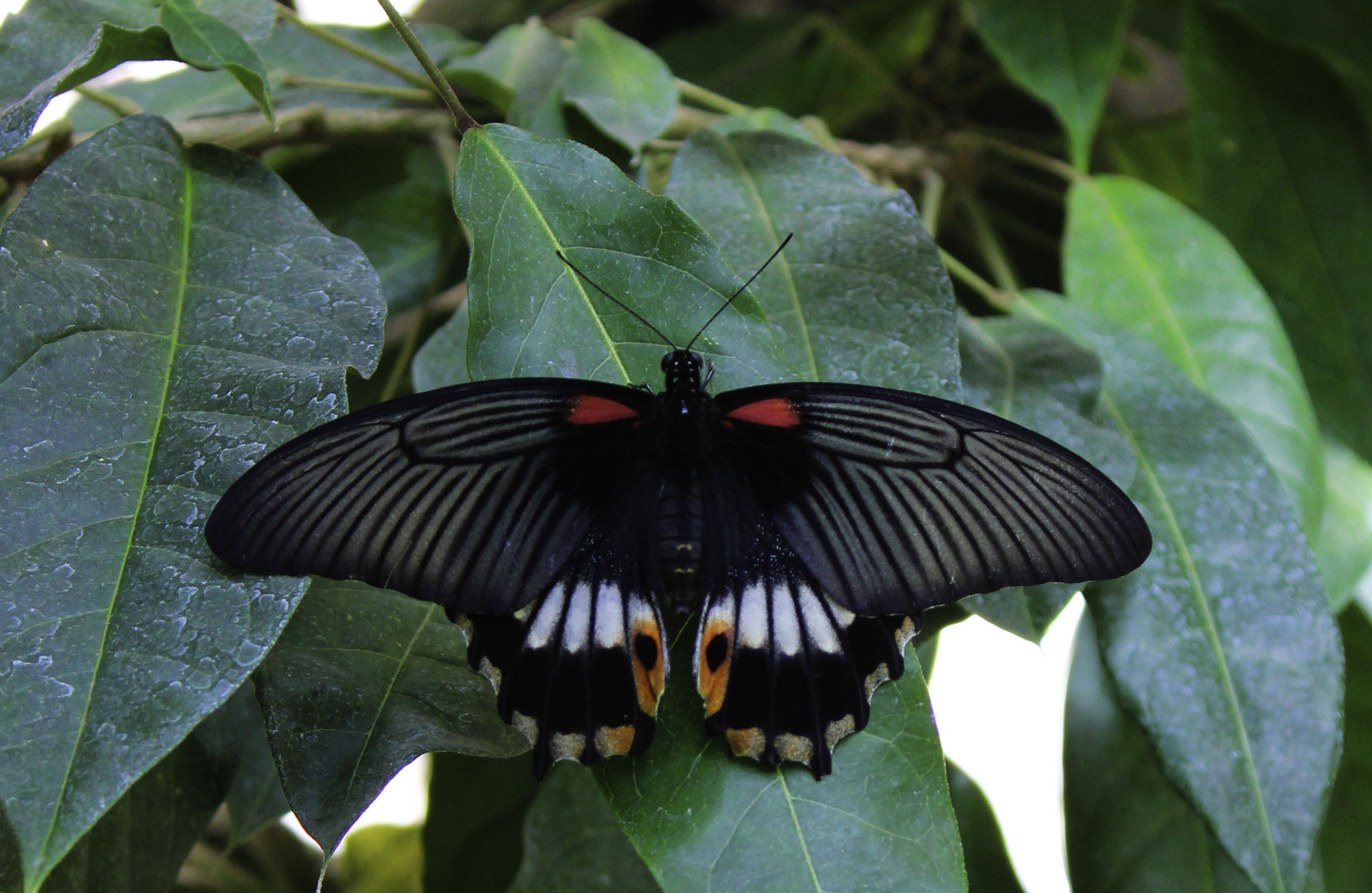 Schmetterling