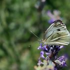 Schmetterling