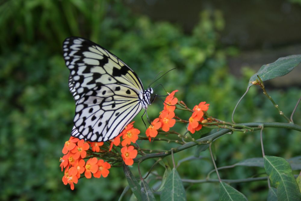 Schmetterling