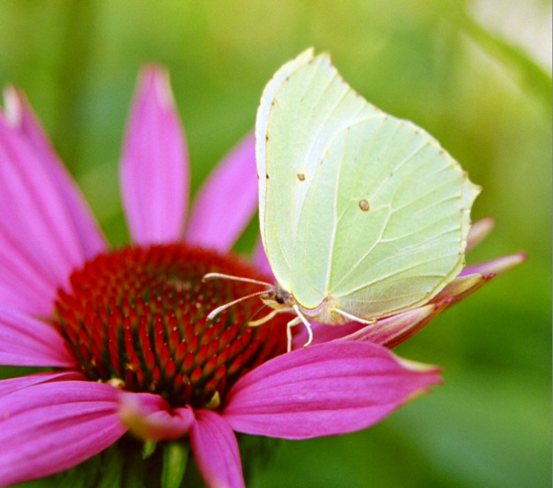 Schmetterling