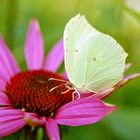 Schmetterling