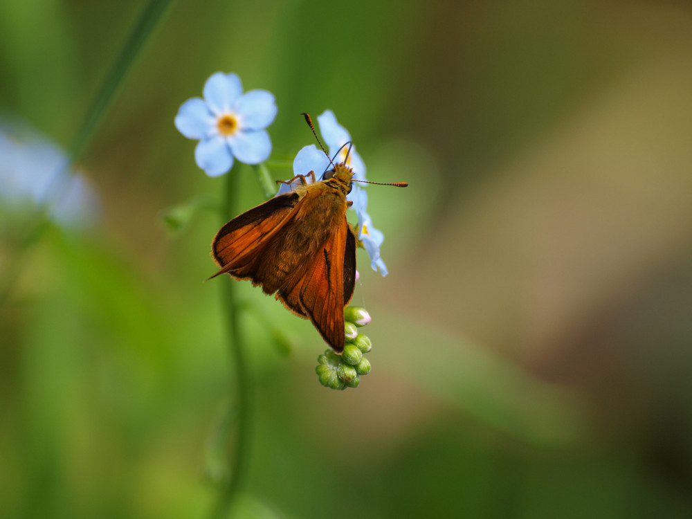 Schmetterling