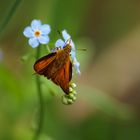 Schmetterling