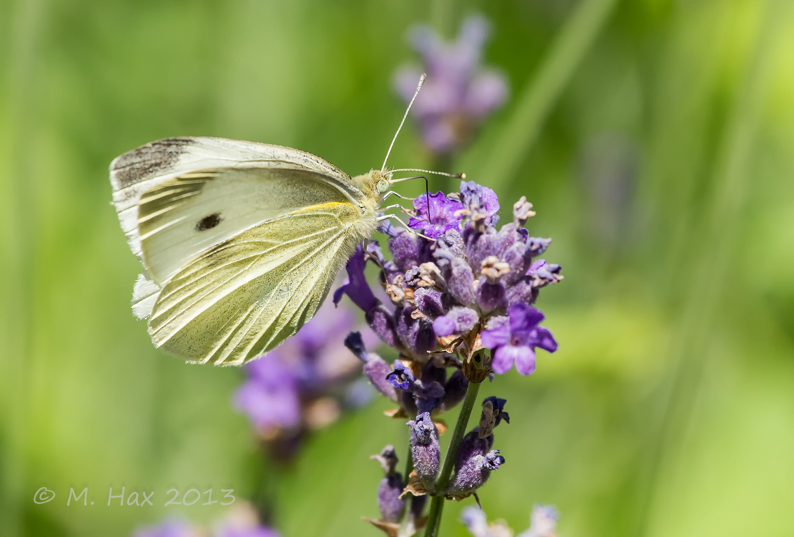 Schmetterling...