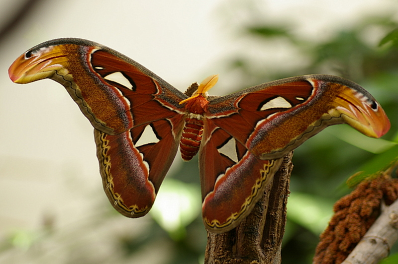 Schmetterling