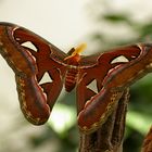 Schmetterling