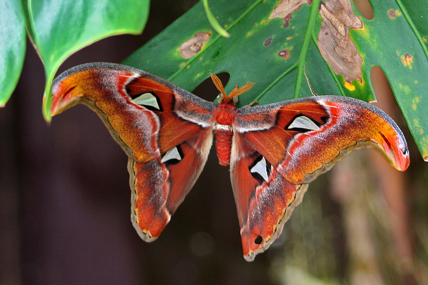 Schmetterling