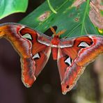 Schmetterling