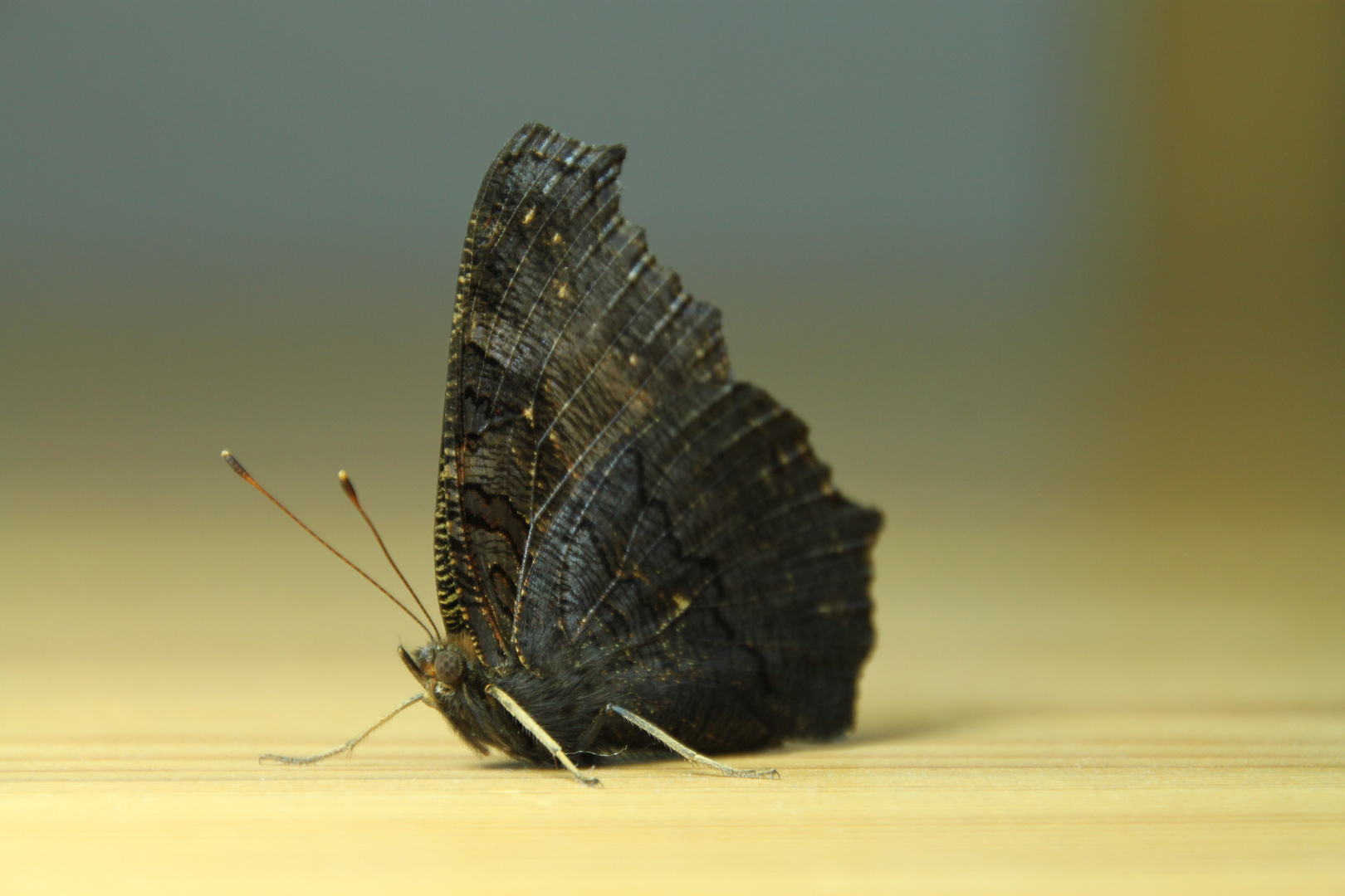 schmetterling