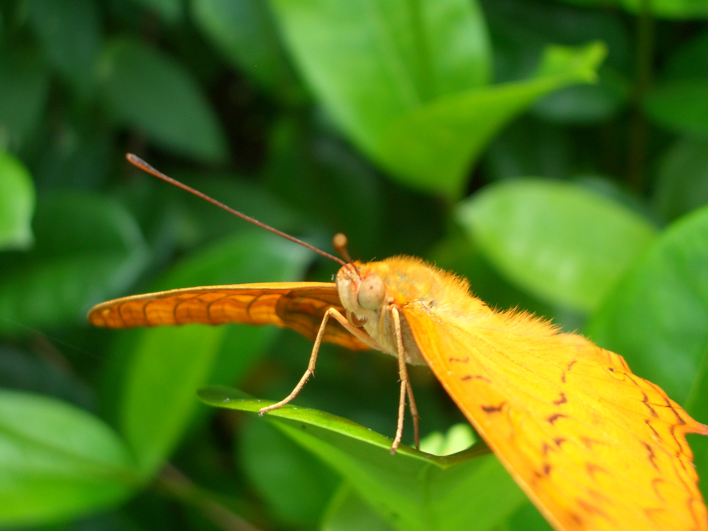 Schmetterling Falter