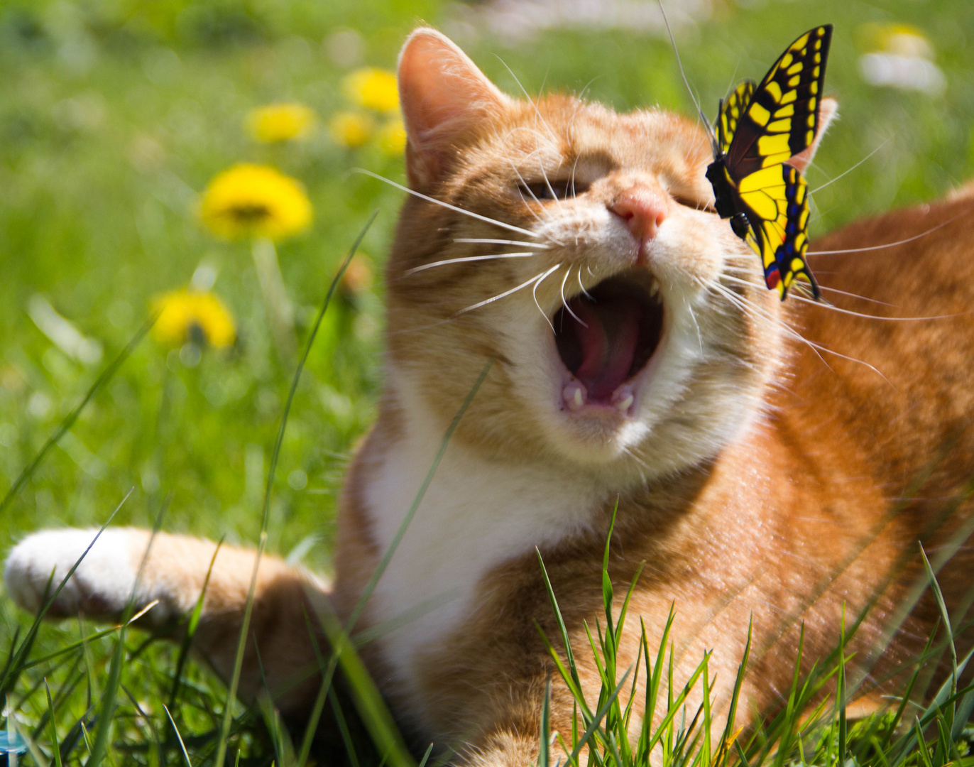 Schmetterling fangen