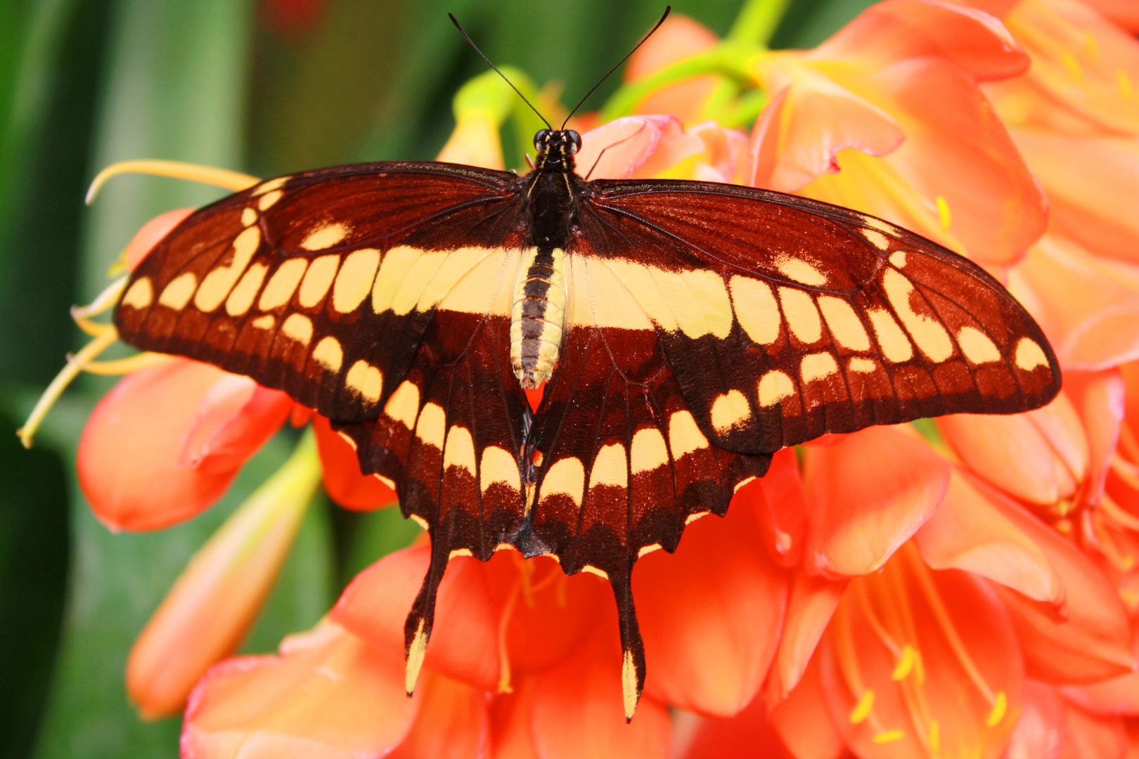 Schmetterling farbenfroh