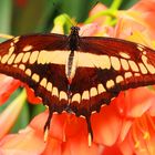 Schmetterling farbenfroh