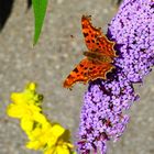 Schmetterling - farblich eingerahmt...