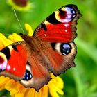 Schmetterling, fauenauge auf gelber blühte