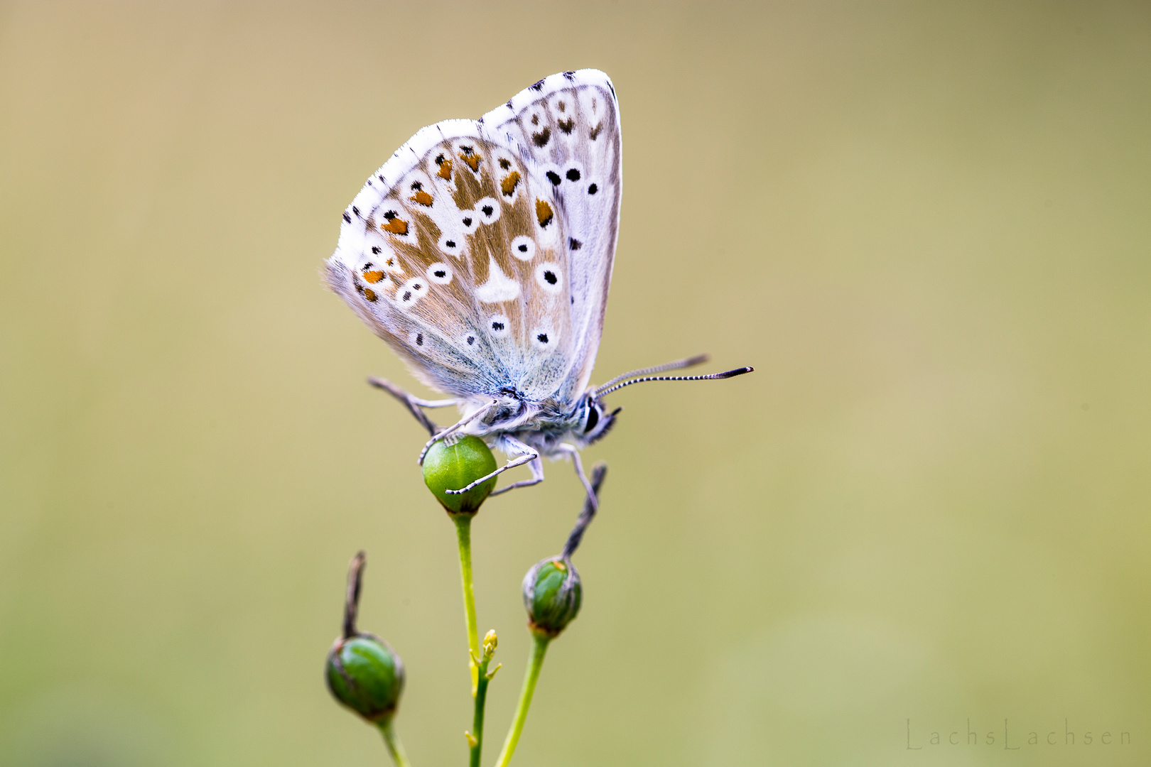 Schmetterling