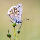 Schmetterling