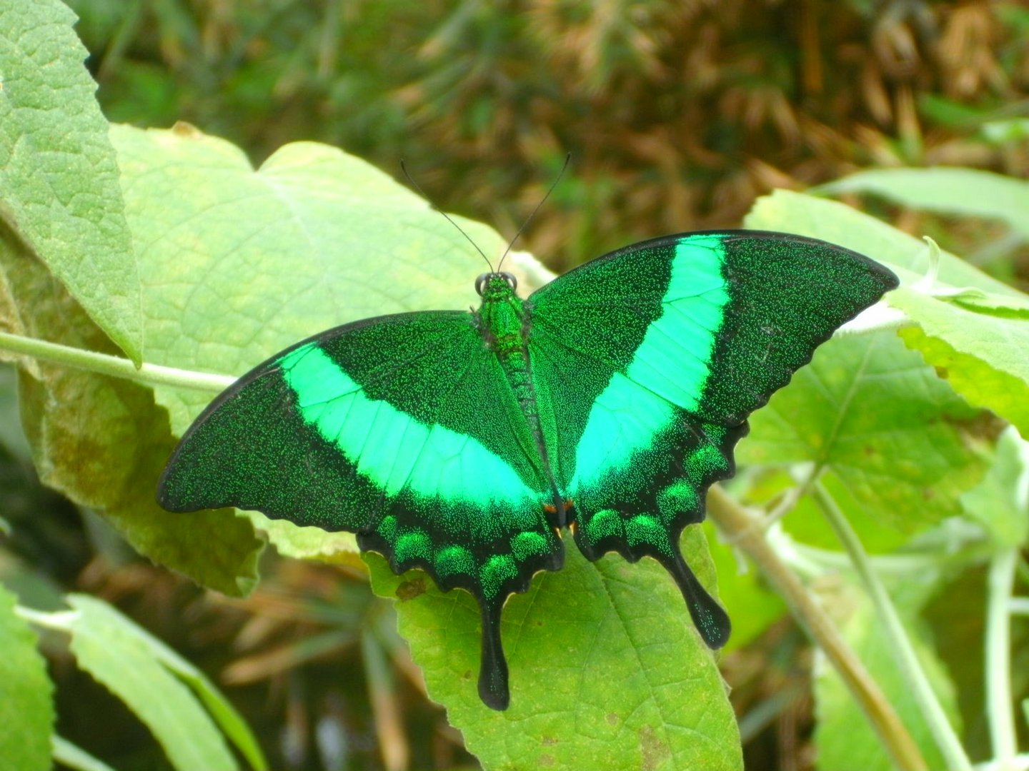 Schmetterling