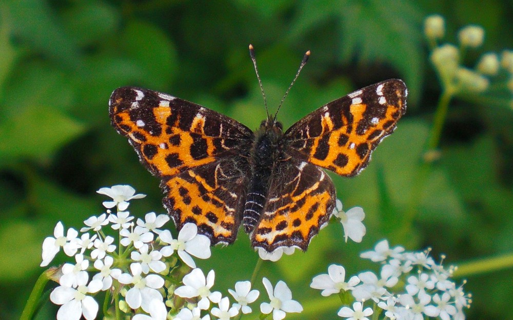 schmetterling