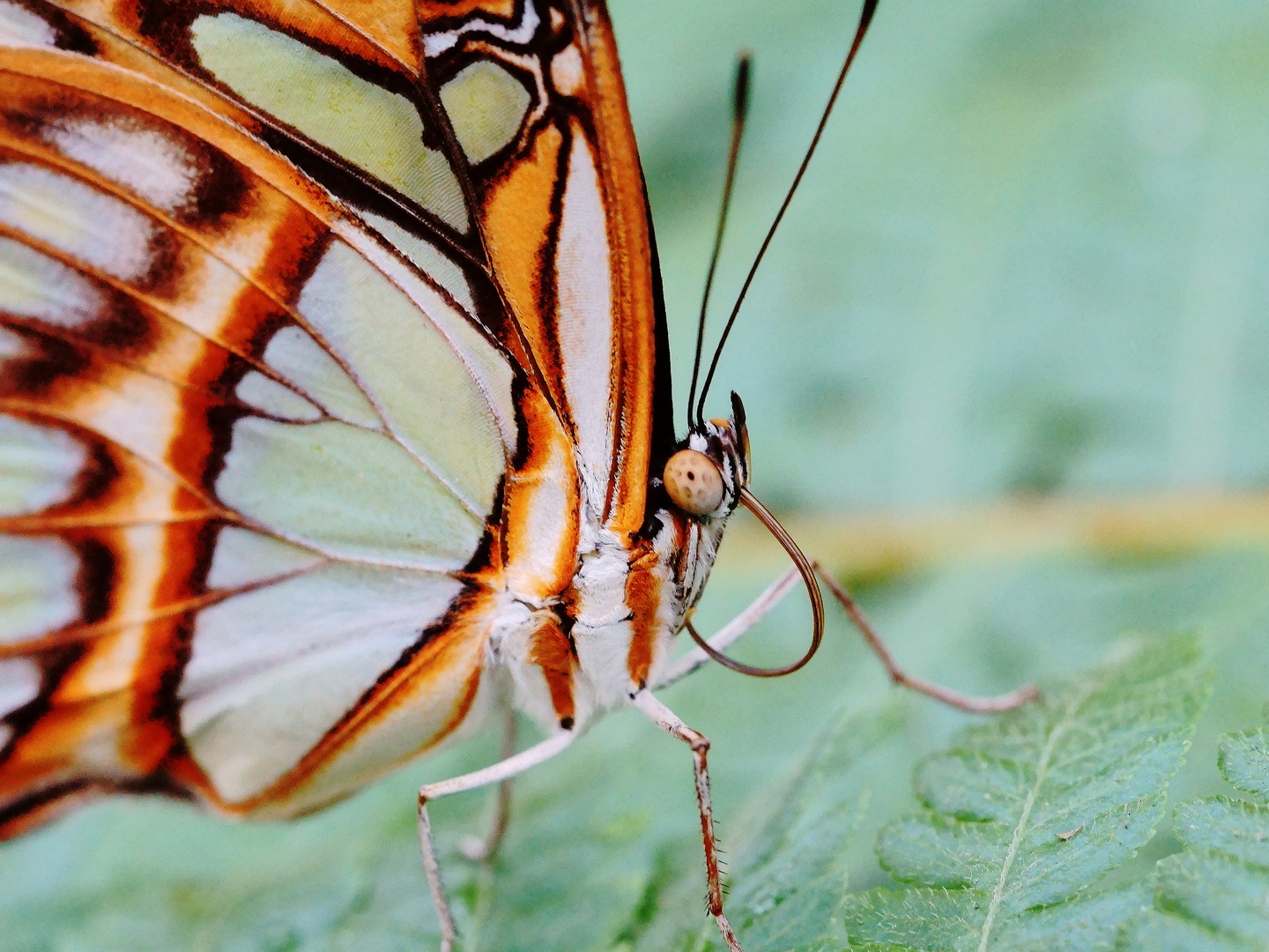 Schmetterling