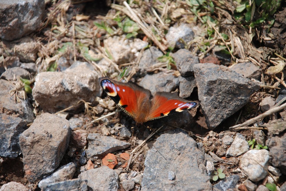 Schmetterling