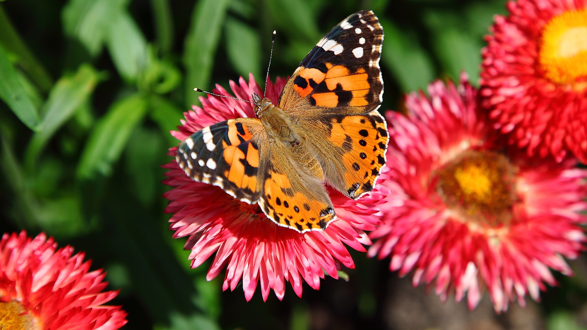 Schmetterling