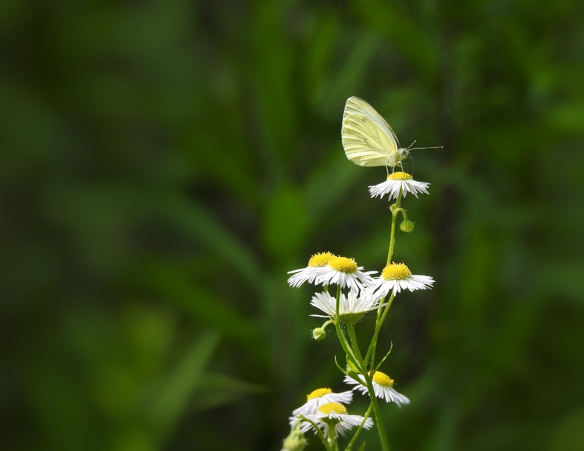 Schmetterling