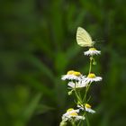 Schmetterling